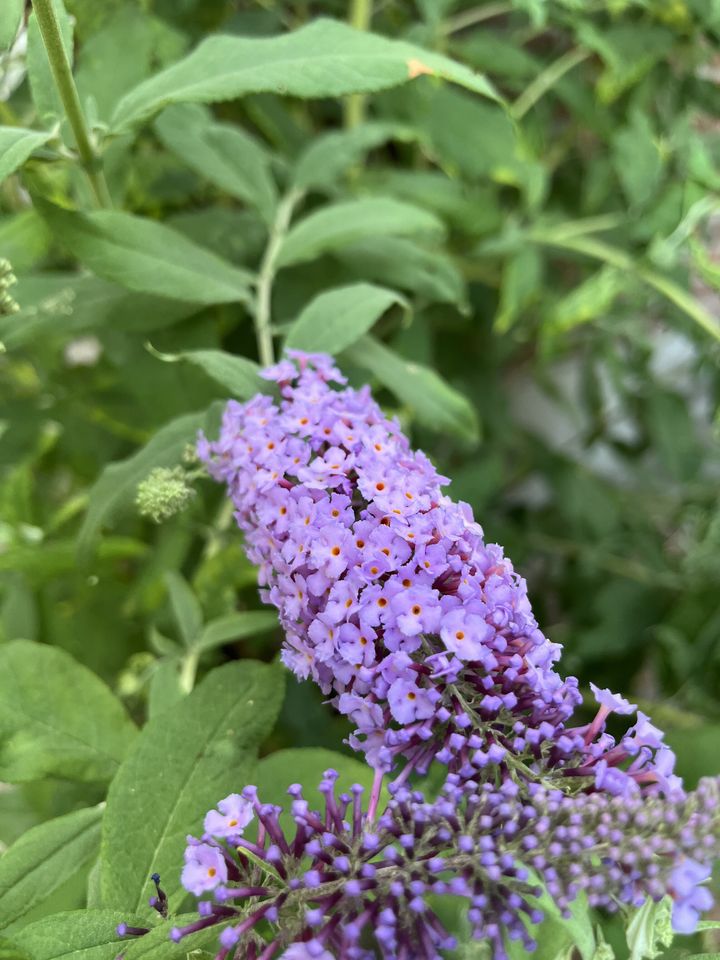 Schijndel — Thursday, July 23, 19:45